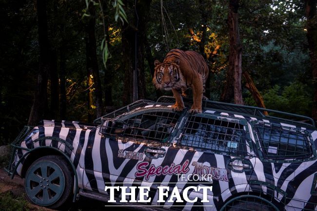 에버랜드 나이트 사파리 트램/에버랜드