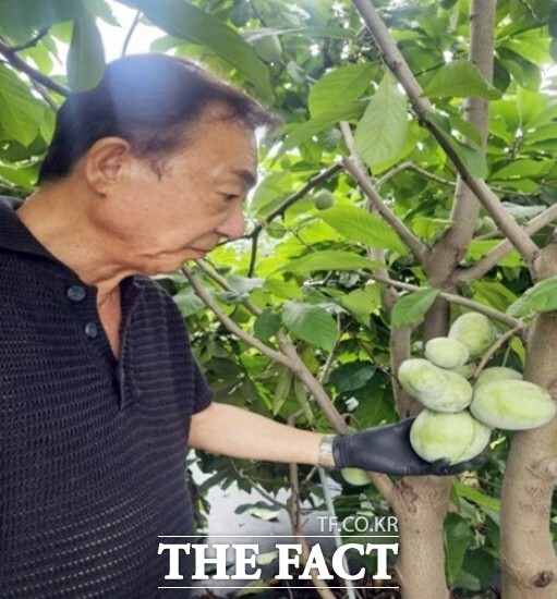정읍시가 기능성 과수 포포(Pawpaw) 재배에 성공하며 온대성 특용과수의 새로운 가능성을 열었다고 11일 밝혔다. /정읍시