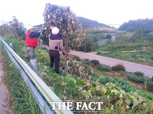 고흥군이 도로변 칡덩굴 제거 사업을 실시하고 있다./고흥군