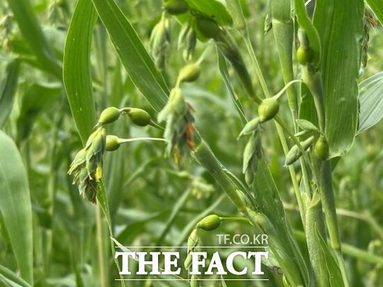 연천쌀, 연천콩과 함께 경기 연천군을 대표하는 특산물인 율무의 모습. 오는 10월 수확을 앞두고 가을 햇살에 무르익어 가고 있다./연천군