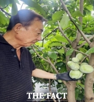  정읍시, 신소득 과수 '포포' 재배 성공…온대 지역 특용과수 가능성 확인