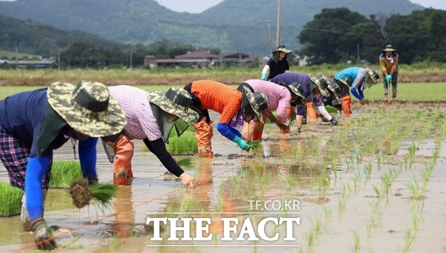 정읍시가 추석 전 농민 공익수당을 지급해 농업인의 생활 안정과 지역경제 활성화에 나선다. 사진은 모내기 하는 농민들. /정읍시