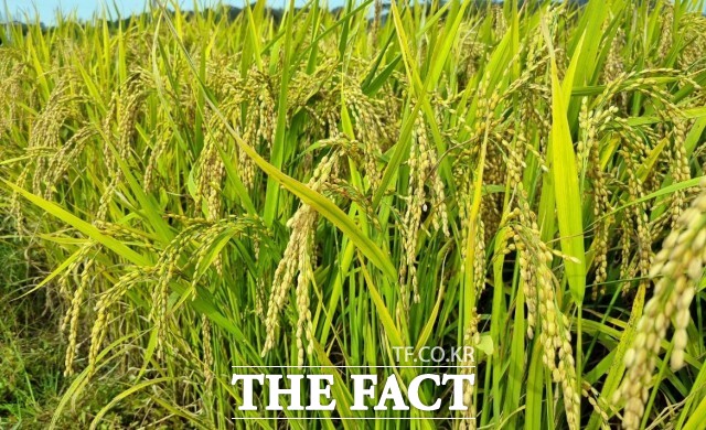 농림축산식품부는 쌀 수급 안정을 위해 정부양곡(벼)을 추가로 2만5000톤 공급한다고 12일 밝혔다. / 정읍시