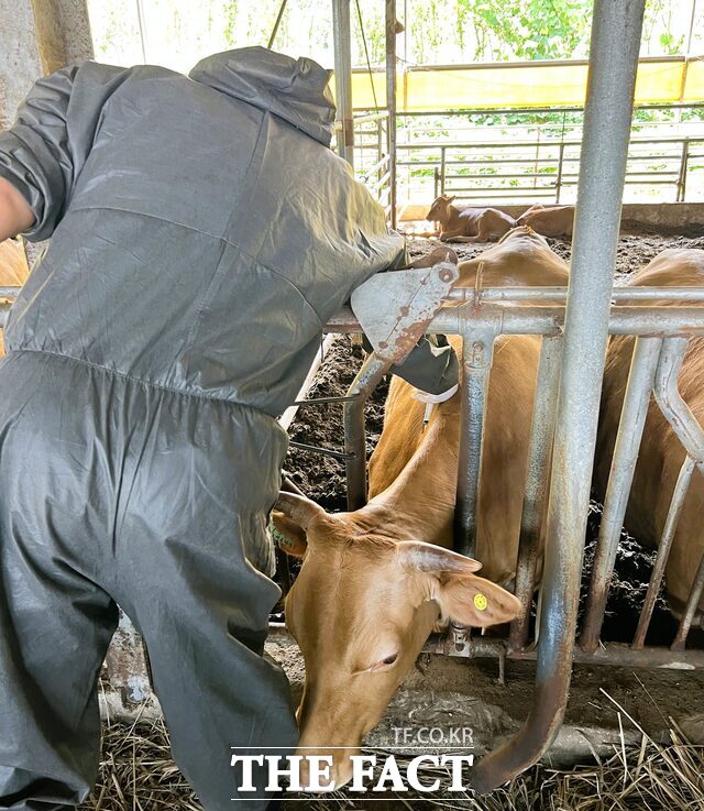 장성군이 소·염소 사육 농가를 대상으로 하반기 구제역 예방백신 일제 접종을 시행 중이다. /장성군