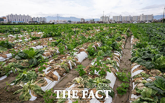 미리 심어둔 배추밭도 처참하긴 마찬가지.