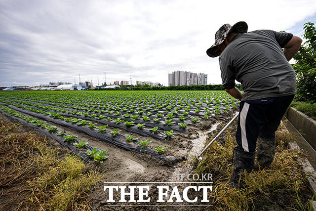 14일 오전 강원 강릉 지역의 한 농민이 밭에 물길을 만들며 뒤늦게 내린 비에 아쉬워하고 있다.