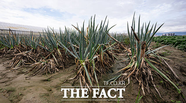 바로 옆 대파밭은 지속된 가뭄으로 이미 손쓸 수 없는 상태였다.