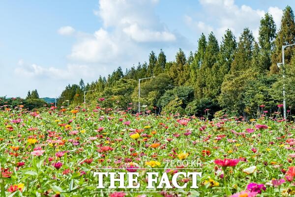 금암동 유휴지 백일홍 꽃단지 모습./계룡시
