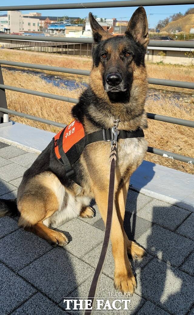 119구조견 투리 /경남소방본부