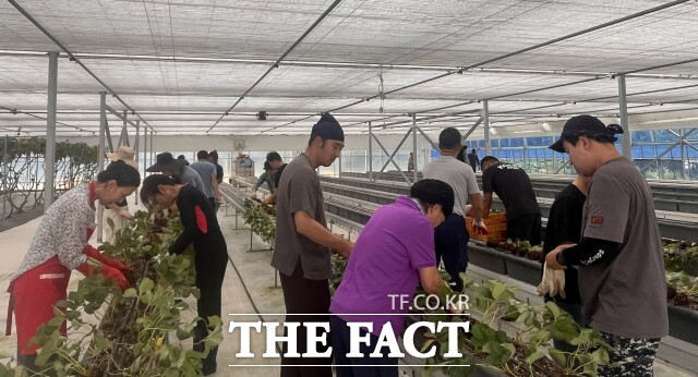 고창군 체류형농업창업지원센터 교육생들이 지난 15일 딸기 정식 실습에 참여해 농업 현장에서 필요한 영농기술을 배우며 역량을 키우고 있다. / 고창군