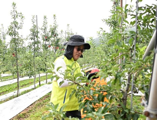 유지영 부사장이 사과 잎 따기 작업을 하고 있다. /NH농협손해보험
