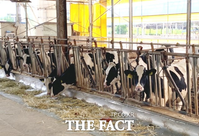 DNA 정보를 활용한 유전체 선발 기술을 국내 젖소 유전능력평가에 적용한다. 능력이 우수한 젖소를 기존보다 더 빠르고 정확하게 찾아낼 수 있게 됐다./더팩트DB