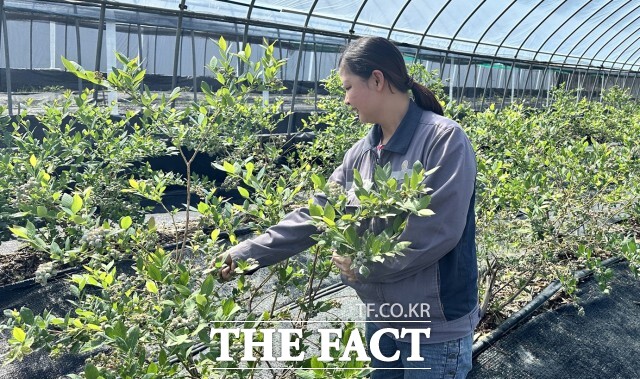 정읍시가 농촌 인구 감소와 농번기 인력난에 대응하기 위해 2026년 외국인 계절근로자 프로그램 추진 수요조사에 나섰다. /정읍시