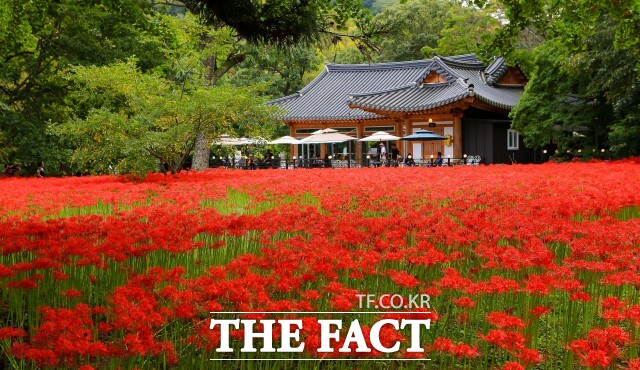 선운산 꽃무릇. / 고창군