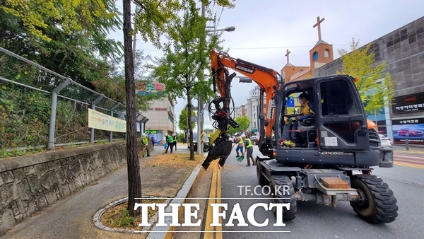 대전시 관계자들이 은행나무 암나무 교체 작업을 진행하고 있는 모습 /대전시