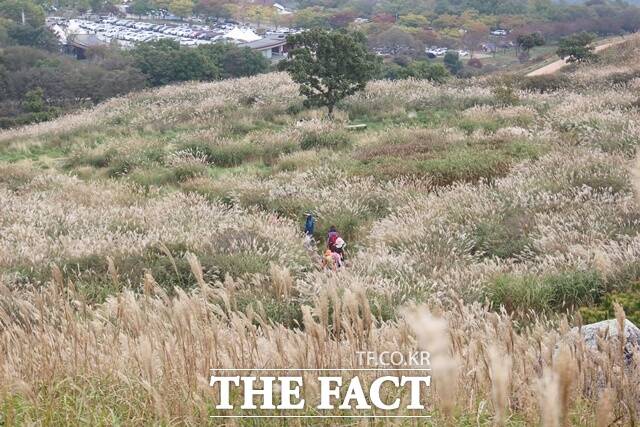 합천군 황매산 억새축제가 다음 달 18일부터 26일까지 황매산군립공원 일원에서 열린다. /합천군