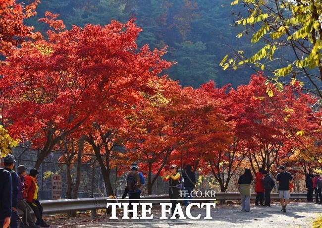 안양수목원 가을 단풍을 즐기는 시민들./안양시