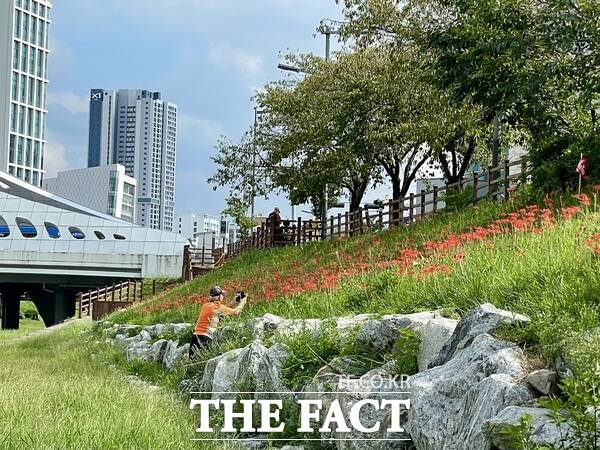 대전천 하천변에 조성된 꽃무릇 단지./대전시