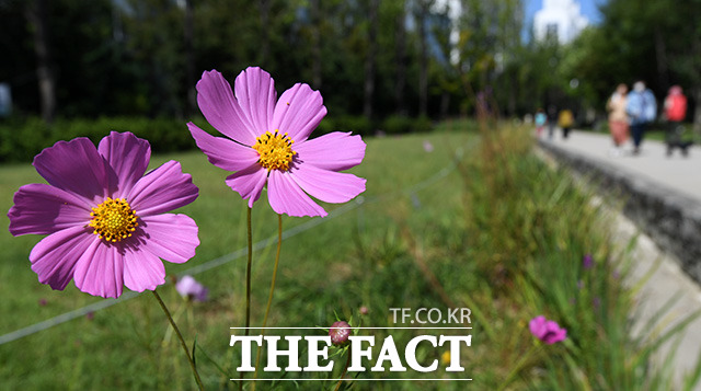 절기상 낮과 밤의 길이가 같아지는 추분이자 화요일 23일은 내륙을 중심으로 낮과 밤의 기온차가 10도 안팎으로 크겠다. 오전부터는 제주에, 늦은 밤부터는 남해안에 비가 내릴 전망이다. 사진은 서울 마포구 연남동 일대 공원에서 시민들이 가을을 만끽하고 있는 모습./더팩트DB