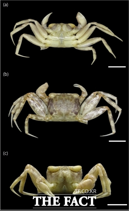 꼬마유령달랑게 /인하대학교