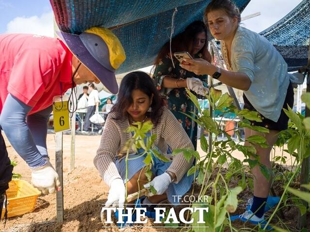 제43회 금산세계인삼축제 인삼캐기 체험에 참가한 외국인들이 직접 인삼을 캐며 축제를 즐기고 있다. /금산군