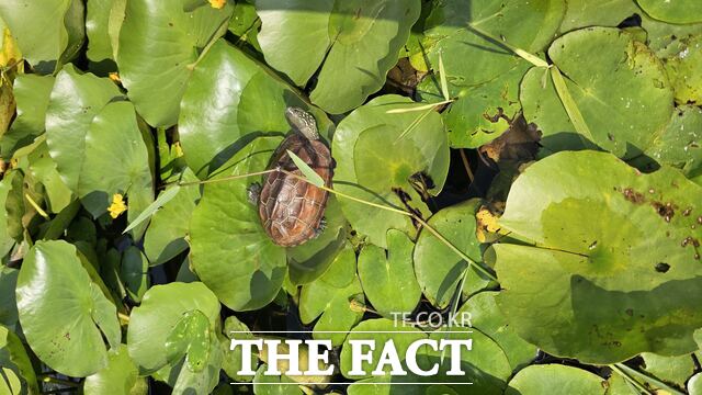 당진시가 지난 6월 합덕제에 방사한 천연기념물 남생이의 일광욕 장면이 포착됐다. /당진시