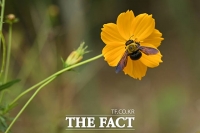  가을이 더 바쁜 호박벌 [포토]