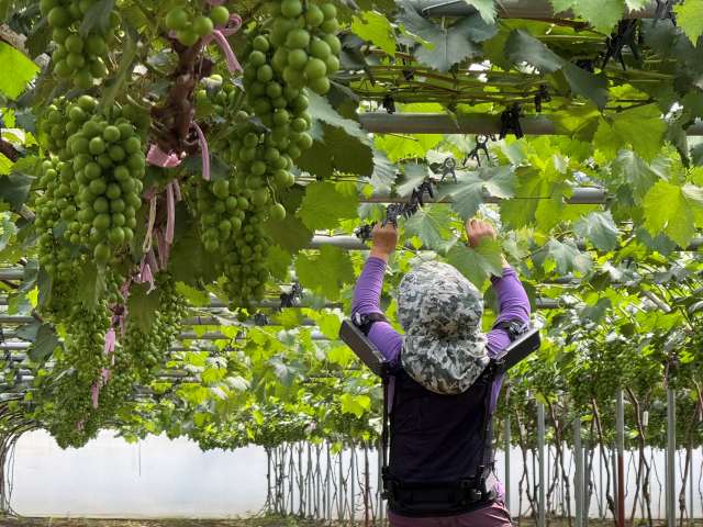 현대자동차·기아는 지난 23일 경기 의왕연구소에서 농촌진흥청과 착용 로봇 기반 농업 발전 및 사회적 가치 창출을 위한 업무협약(MOU)을 체결했다. 현대차·기아 로보틱스랩이 개발한 엑스블 숄더가 농업 현장에서 활용되는 모습. /현대차그룹
