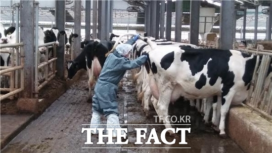 경기도 내 한 젖소 농가를 찾은 공수의가 인수공통전염병인 소 결핵병 검진을 진행하고 있다./경기북부동물위생시험소