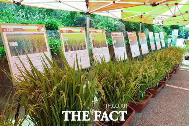 당진시농업기술센터는 23일 2025년 벼농사 종합평가회를 성황리에 개최했다. /당진시