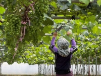  현대차·기아, 농업 현장 '엑스블 숄더' 확대 제공…농촌진흥청과 맞손