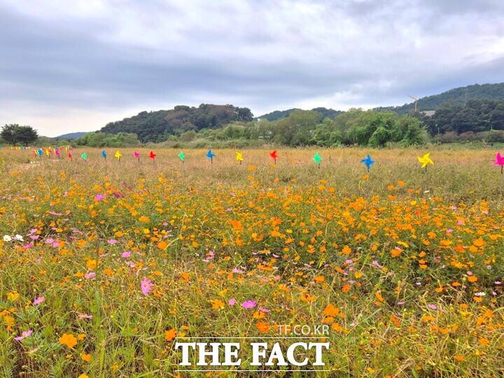 코스모스 만발한 여주시민공원 /여주시