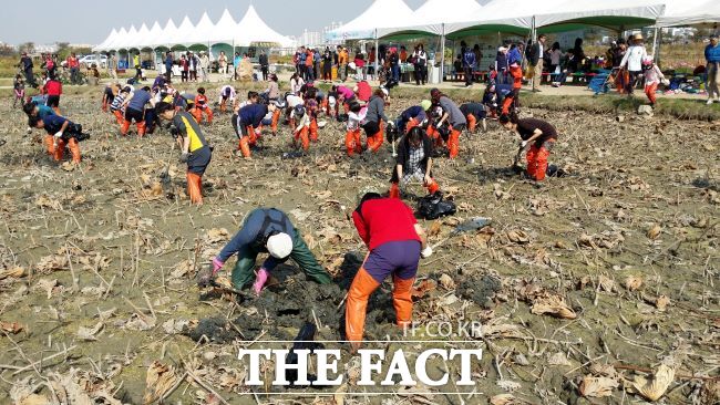 지난 2023년 열린 호조벌 연근 캐기 행사 모습./시흥시