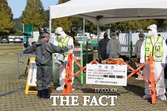 지난 25일 경기 가평군 관계자들이 진행한 ‘2025년 가축전염병 가상방역훈련(CPX)’ 중 가축전염병 발생으로 인한 출입 통제 상황을 재하고 있다./가평군