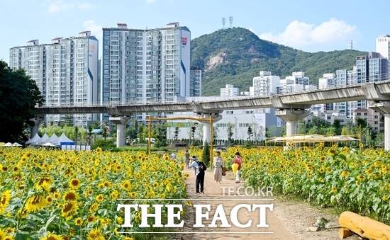 경기 의정부시가 지난 25일 ‘신곡새빛정원’에서 진행한 ‘달빛 물든 해바라기’ 제3회 나들이 행사에 참여한 시민들이 가을의 정취를 만끽하며 여유로운 오후 산책을 즐기고 있다./의정부시