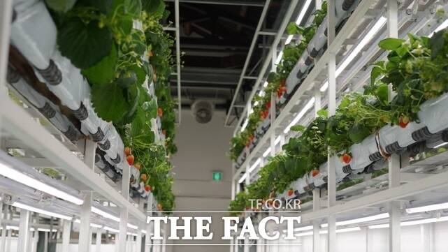 딸기 스마트팜 재배 전경. /논산시