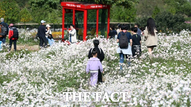 구절초 지방정원에서 오는 10월 14일부터 26일까지 13일간 제18회 정읍 구절초 꽃축제가 화려하게 펼쳐진다. /정읍시
