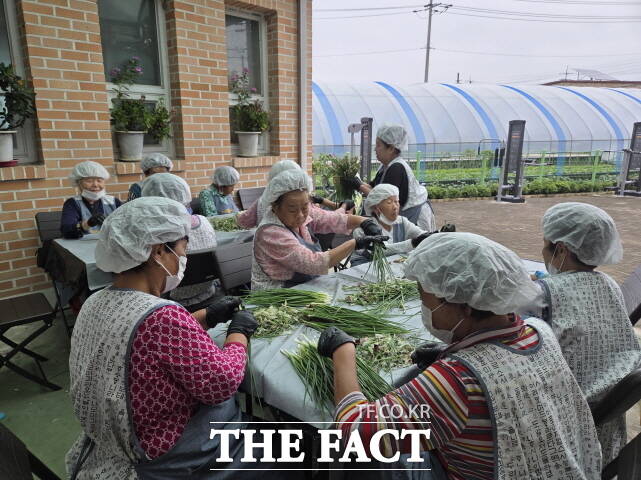 싱싱은빛어울손 사업에 참여하고 있는 어르신들 /세종시