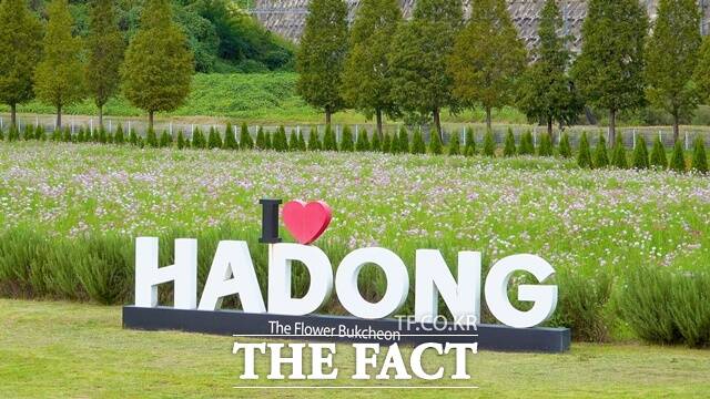 10월 2일부터 19일까지 하동군 북천면 일원에서 코스모스·메밀꽃 축제’가 열린다./하동군