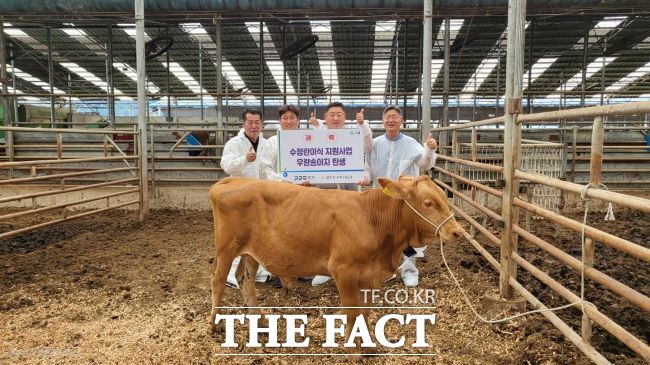 수정란 이식 한우 송아지. /경기도축산진흥센터