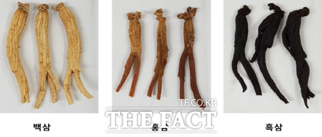 대표 건강식품인 인삼의 가공식품인 백삼, 홍삼, 흑삼 사진. ./농촌진흥청