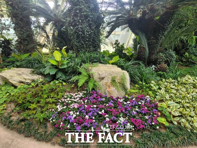 국화 향기 가득한 수피아 모습 /부천시