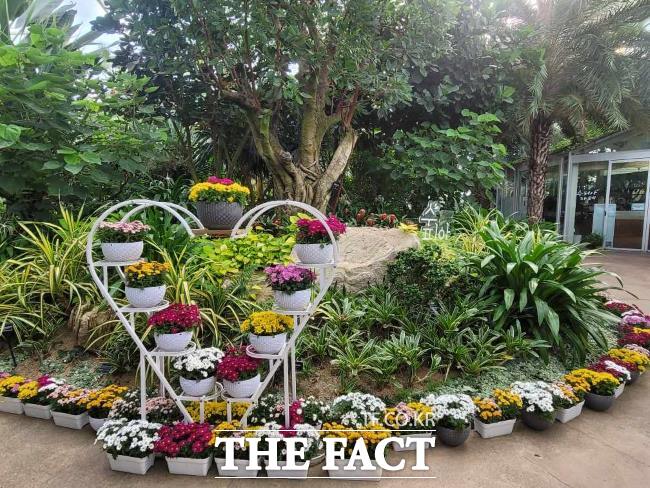 부천호수식물원 수피아 입구 국화 모습 /부천시