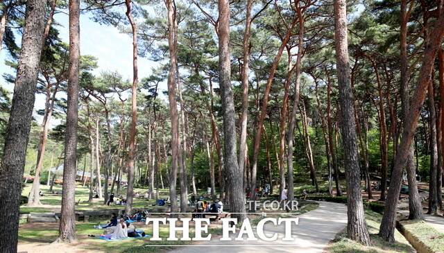 안면 자연 휴양림 소나무 숲. /태안군