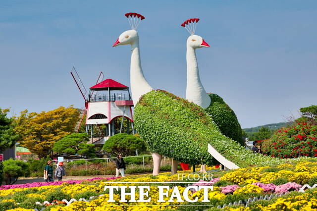 가을꽃 향연이 펼치지고 있는 태안 남면 네이처월드. /태안군