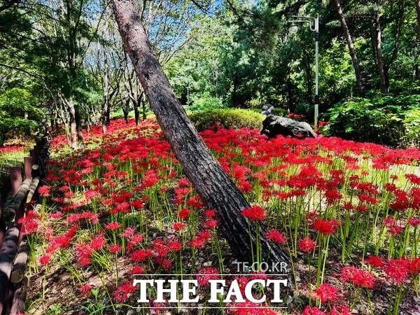 가오근린공원 꽃무릇 모습. /대전시