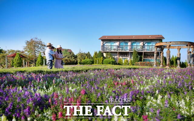 팜카밀레 허브농원 모습. /태안군