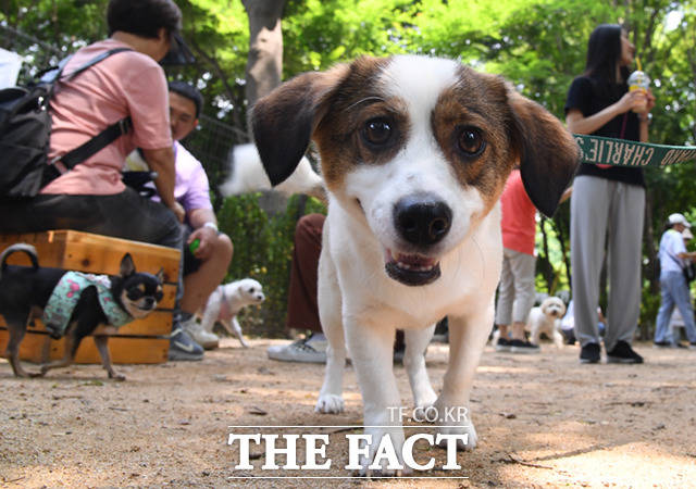 정치권에서는 동물보호법 논의가 뒷전으로 밀려났다는 점은 인정하면서도, 정기국회 내에는 일정한 진전이 있을 것이라는 기대감을 내비쳤다. 사진은 기사 내용과 직접적 관련이 없음. /이새롬 기자