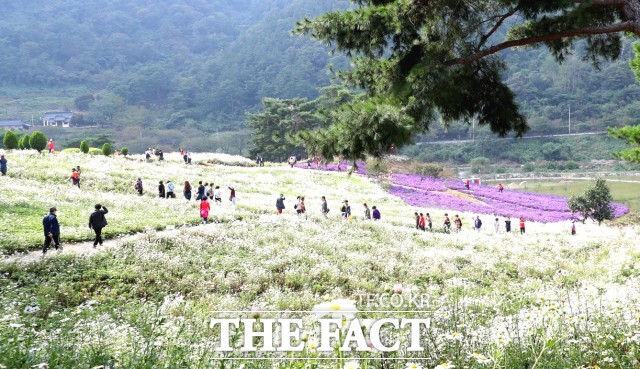 제18회 정읍 구절초 꽃축제가 오는 14일부터 26일까지 13일간 산내면 구절초 지방정원에서 펼쳐진다. /정읍시