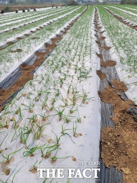 가을철 잦은 강우로 파종이 늦어져 내년도 마늘 수확량 감소가 우려되고 있다. /충남도